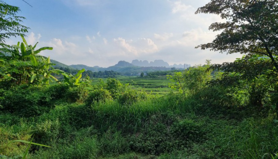 Bán đất Lương Sơn 3634m2 view cánh đồng,vườn cây ao cá giá rẻ nhất khu vực.