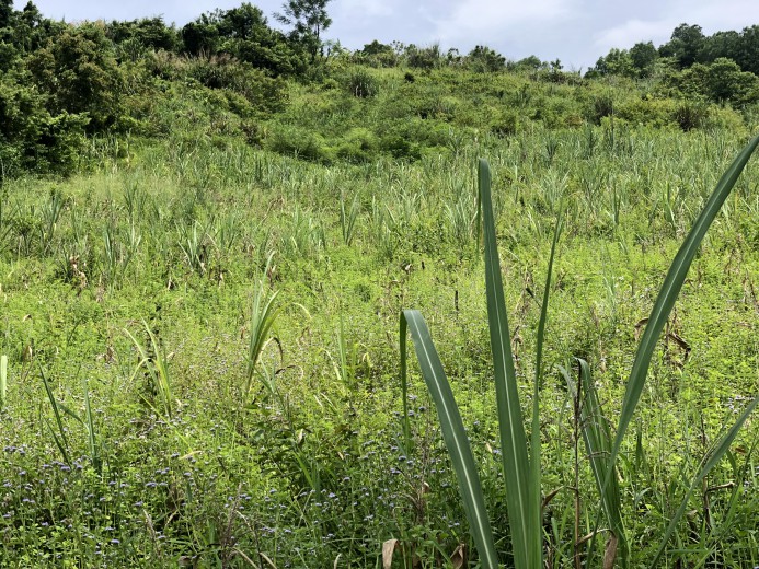 Bán đất Cao Phong diện tích 1,25ha  giá siêu rẻ view ruộng bậc thang thơ mộng giá rẻ mùa dịch