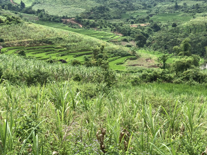 Bán đất Cao Phong diện tích 1,25ha  giá siêu rẻ view ruộng bậc thang thơ mộng giá rẻ mùa dịch