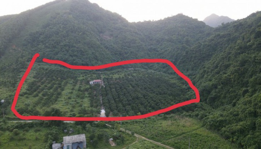 Bán gấp 3,8ha thung lũng tình yêu,đất phẳng,full bưởi,bảo đảm khách đến chỉ có mê luôn!