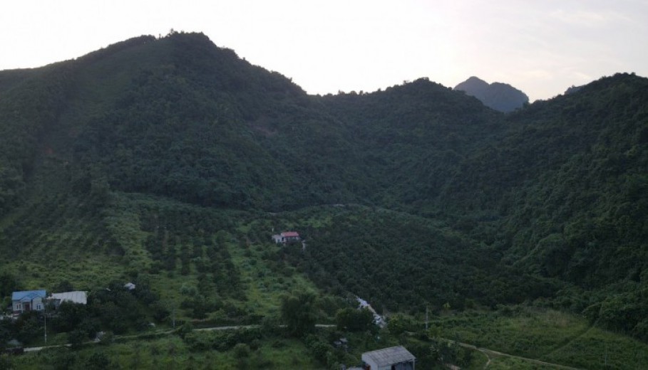 Bán gấp 3,8ha thung lũng tình yêu,đất phẳng,full bưởi,bảo đảm khách đến chỉ có mê luôn .