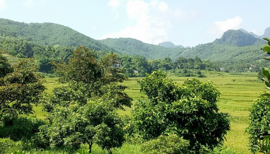 Cần bán trang trại nhà vườn 3634m2,vườn cây,ao cá,view núi đá, cánh đồng giá hơn triệu!