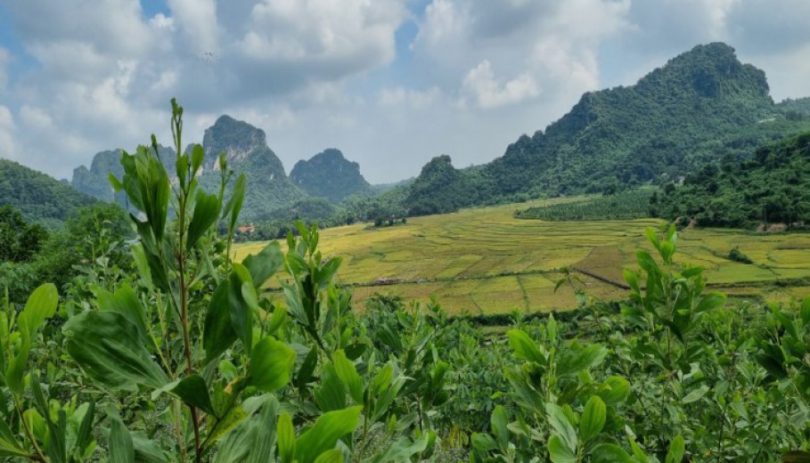 Bán đất nghỉ dưỡng vew tuyệt đỉnh 3 mặt bám cánh đồng tại lương Sơn Hòa Bình!