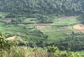 Bán đất Cao Phong diện tích 1,25ha  giá siêu rẻ view ruộng bậc thang thơ mộng giá rẻ mùa dịch