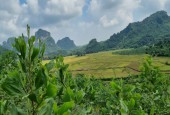 Bán đất nghỉ dưỡng vew tuyệt đỉnh 3 mặt bám cánh đồng tại lương Sơn Hòa Bình!