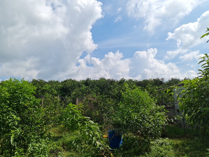 Cần bán đất vườn Cao Phong lên được thổ cư dễ dàng giá chỉ vài trăm triệu