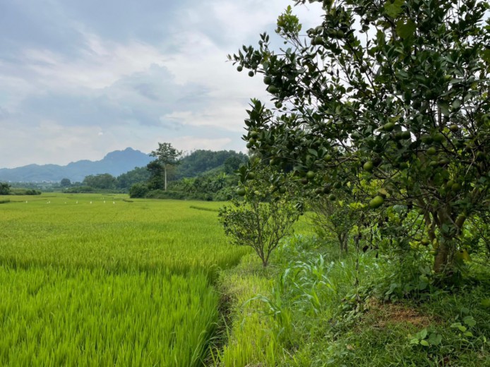 Bán đất Cao Phong giá quá rẻ, gần thị trấn